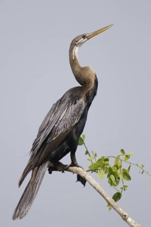 Oriental Darter (Anhinga melanogaster), Sri Lanka