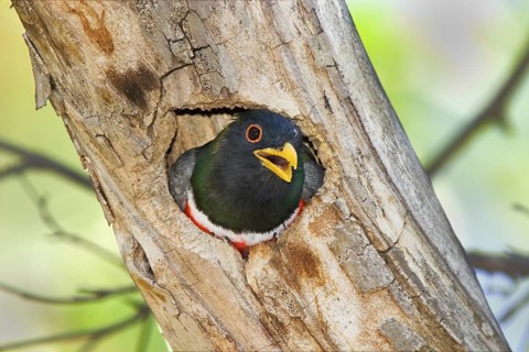 Elegant Trogon Trogon elegans Chiricahua Mountains, Cochise County, Arizona, United States 4 June