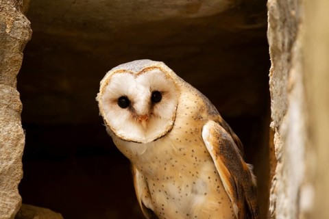 Western Barn Owl (Tyto alba) captive, Germany