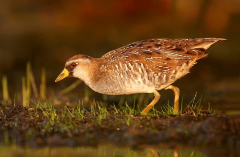 Sora (Porzana carolina), Ohio, USA