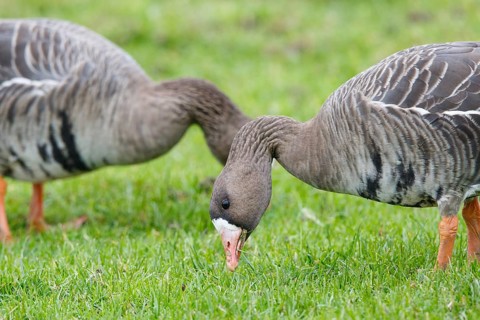 Greater White-fronted Goose (Anser albifrons) foraging, North Rhine-Westphalia, Germany