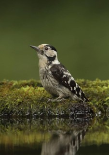 Lesser Spotted Woodpecker (Dryobates minor) female, Hungary