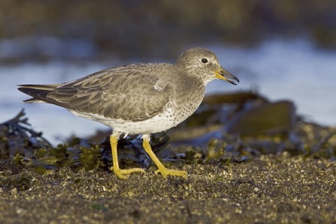 Surfbird (Calidris virgata), British Columbia, Canada