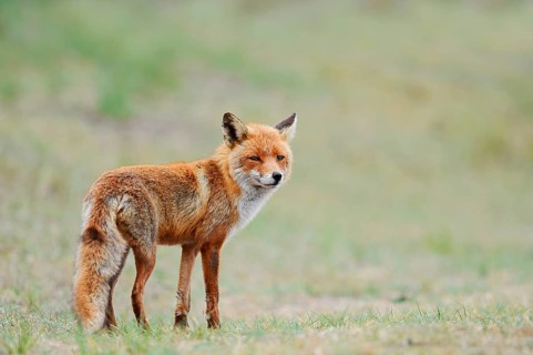 Red fox (Vulpes vulpes), North Holland, Netherlands