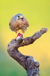 Common Kestrel (Falco tinnunculus) male with prey, Castile-La Mancha, Spain