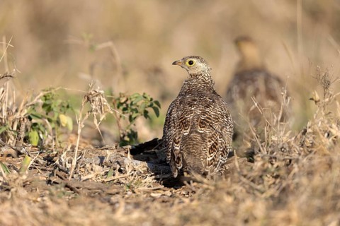 Double-banded Sandgrouse (Pterocles bicinctus) female, South Africa