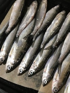 From above, a close-up of neatly arranged silver fish on a brown paper background. The shiny scales