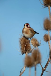 European goldfinch (Carduelis carduelis) adult bird on a Teasel (Dipsacus fullonum) seedhead,