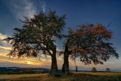 Germany, Upper Franconia, Presseck, cold perennial, a pair of beech trees, beech, two beech trees,