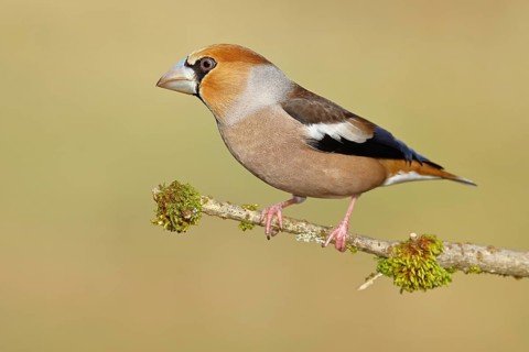 Hawfinch (Coccothraustes coccothraustes), male, sitting on a branch overgrown with moss, North