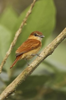 Cinnamon Becard (Pachyramphus cinnamomeus), Ecuador