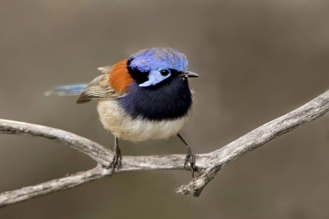 Blue-breasted Fairywren (Malurus pulcherrimus) male, Western Australia, Australia