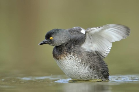 Least Grebe (Tachybaptus dominicus), Texas, USA