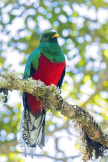 White-tipped Quetzal (Pharomachrus fulgidus) perched on a branch in Colombia, South America