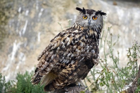 Eurasian Eagle-Owl (Bubo bubo), Saxony-Anhalt, Germany