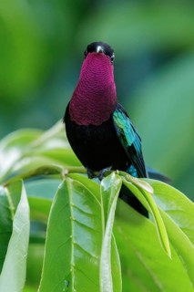 Purple-throated Carib (Eulampis jugularis) perched on a branch on the Caribbean Island of
