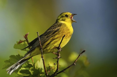 Yellowhammer (Emberiza citrinella), Ringkoebing Fjord, Denmark