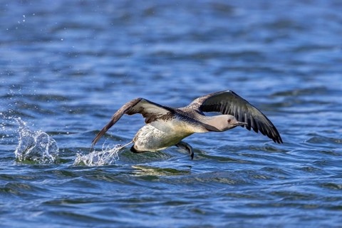 Red-throated loon, red-throated diver (Gavia stellata) adult in breeding plumage taking off from