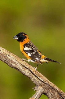Black-headed Grosbeak Pheucticus melanocephalus Santa Rita Mountains, Santa Cruz County, Arizona,