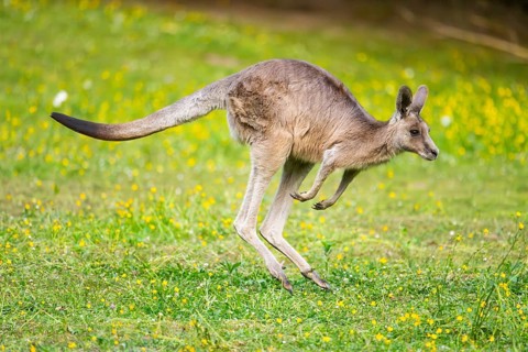 Eastern Gray Kangaroo (Macropus giganteus) running on a meadow, captive, Germany