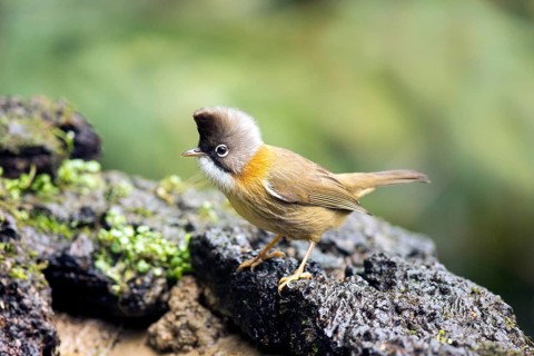 Whiskered Yuhina (Yuhina flavicollis), Yunnan, China