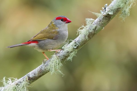 Red-browed Finch (Neochmia temporalis) perched on a branch in eastern Australia