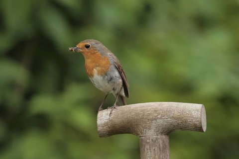 European Robin (Erithacus rubecula), Lower Saxony, Germany
