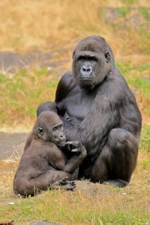 Western gorilla (Gorilla gorilla), adult, female, with young, sitting, on ground