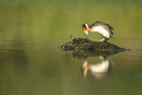 Great Crested Grebe (Podiceps Scalloped ribbonfish) with brood on the nest, island in the water,