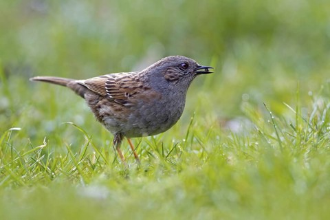 Dunnock (Prunella modularis) foraging, Saxony-Anhalt, Germany