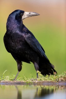 Saatkrähe, Rook, Corvus frugilegus, Corbeau freux, Graja