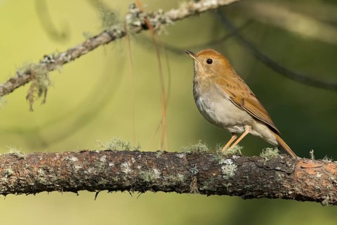 Russet Nightingale-Thrush (Catharus occidentalis) perched on a branch in Oaxaca, Mexico