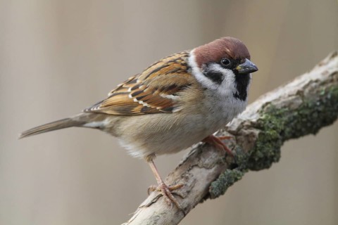 Eurasian Tree Sparrow (Passer montanus), Lower Saxony, Germany