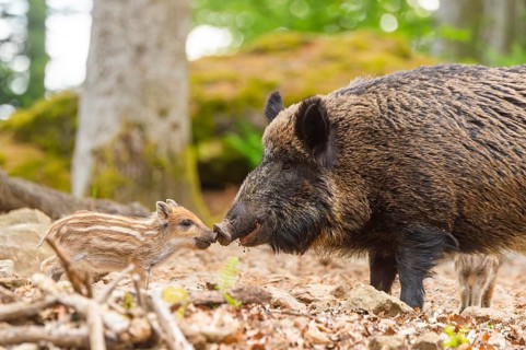 Wild boar (Sus scrofa) mother with her piglets (Squeaker) in a forest, Bavaria, Germany