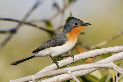 Broad-billed Flycatcher (Myiagra ruficollis), Western Australia, Australia