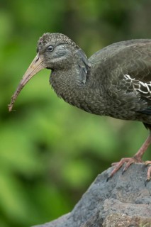 Wattled Ibis (Bostrychia carunculata), Sheka Forest Biosphere Reserve, Ethiopia