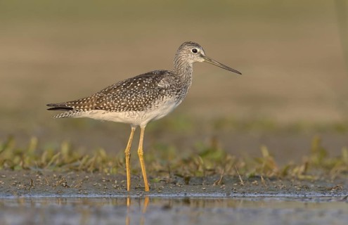 Greater Yellowlegs (Tringa melanoleuca), Ohio, USA