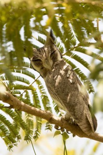 Northern White-faced Owl (Ptilopsis leucotis), Gambia