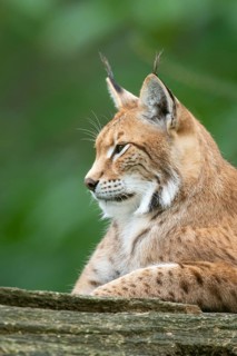 Portrait of a lynx (Lynx lynx), Haltern, North Rhine-Westphalia, Germany