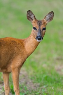 Roe Deer (Capreolus capreolus), female, portrait, Hesse, Germany
