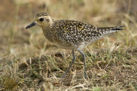 A Pacific Golden-Plover (Pluvialis fulva) on a mowed field at the Diamond Head caldera Hawaii
