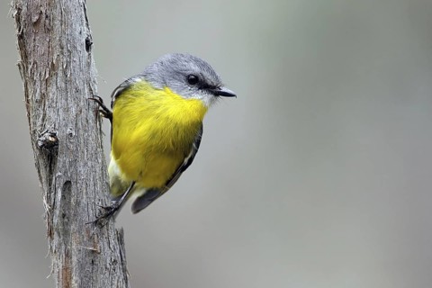 Eastern Yellow Robin (Eopsaltria australis), Victoria, Australia