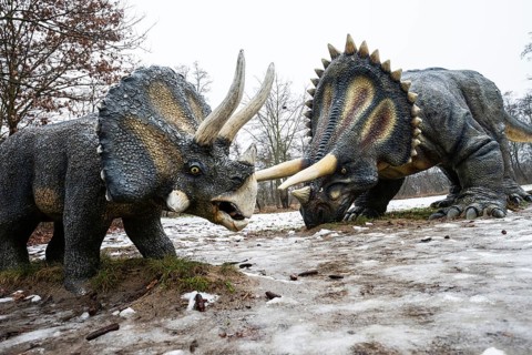 Two life-sized Triceratops (Triceratops) models facing each other in a winter educational paleo