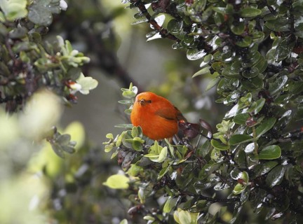 Hawaii Akepa, Loxops coccineus, endangered Hawaiian Honeycreeper