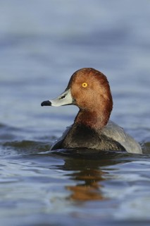Redhead (Aythya americana) male, Arizona, USA