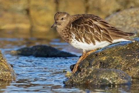 Black Turnstone (Arenaria melanocephala) feeding along the shoreline in Victoria, BC, Canada