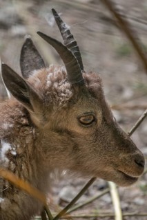 Alpine ibex (Capra ibex), wildlife park, Bavaria, Germany