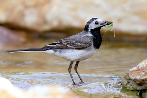 White Wagtail (Motacilla alba), Baden-Wuerttemberg, Germany