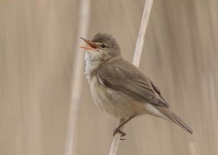 Eurasian Reed Warbler (Acrocephalus scirpaceus) singing in reedbed, Wales, United Kingdom