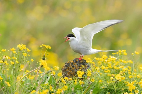 Arctic Tern (Sterna paradisaea) calling, perched on stone in a flowering meadow, Iceland